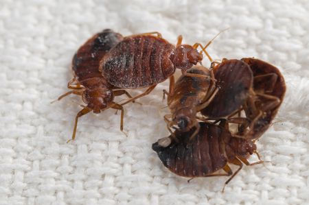 Budget Bed Bug LLC project