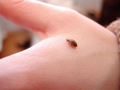 Budget Bed Bug LLC project